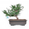 Taxus Baccata - Tasso - 34 cm