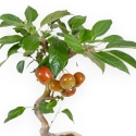 Malus Evereste - Apple Tree - 37 cm