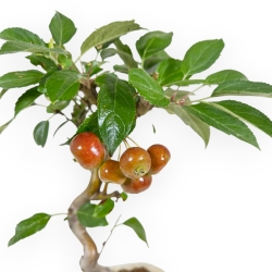 Malus Evereste - Apple Tree - 37 cm