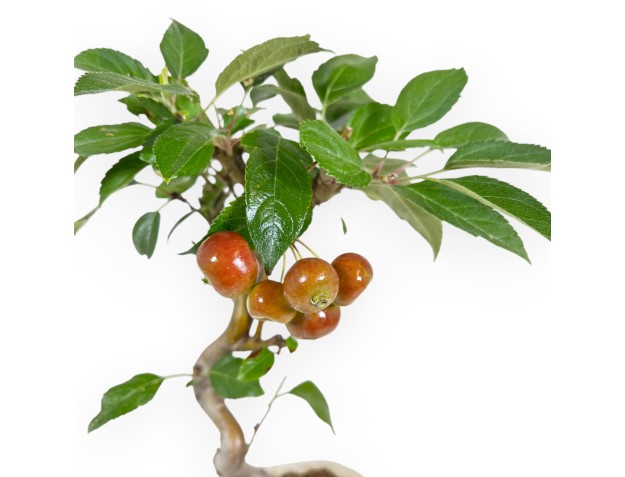 Malus Evereste - Pommier - 37 cm 2