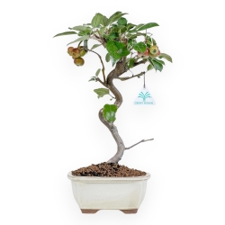 Malus Evereste - Apple Tree - 37 cm