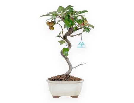 Malus Evereste - Apple Tree - 37 cm