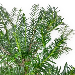 Taxus Baccata - Tasso - 39 cm