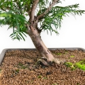 Taxus Baccata - Tasso - 39 cm