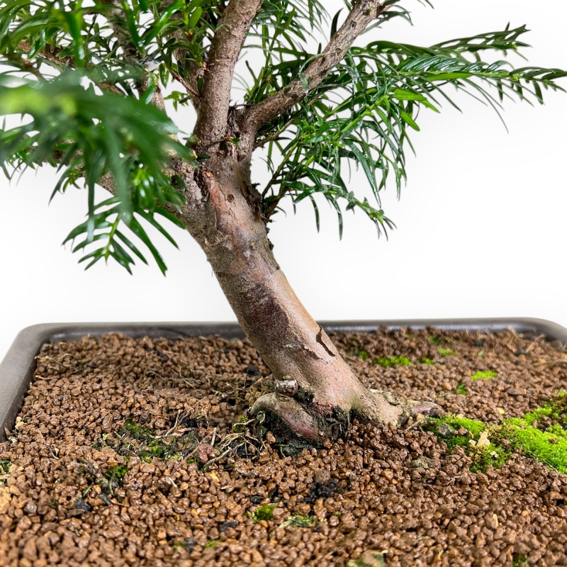 Taxus Baccata - Tasso - 39 cm