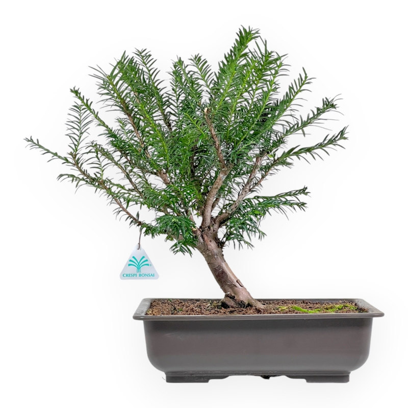 Taxus Baccata - Tasso - 39 cm