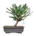 Taxus Baccata - Tasso - 39 cm