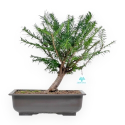 Taxus Baccata - Tasso - 39 cm