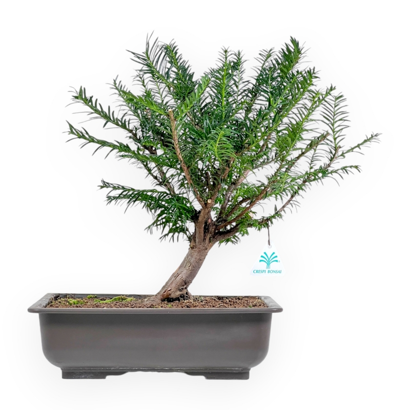 Taxus Baccata - Tasso - 39 cm