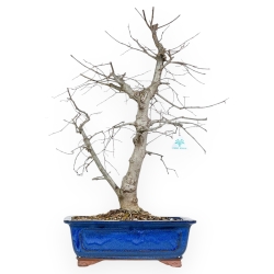 Celtis Australis - Bagolaro - 66 cm