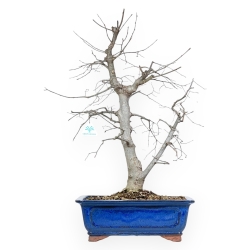 Celtis Australis - Bagolaro - 66 cm