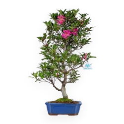 Rhododendron Indicum Hanabin - Azalea - 61 cm