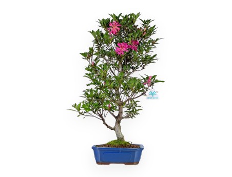 Rhododendron Indicum Hanabin - Azalée - 61 cm