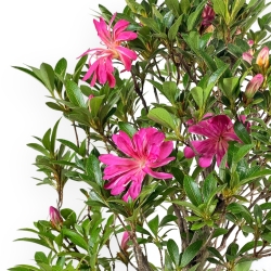 Rhododendron Indicum Hanabin - Azalea - 61 cm