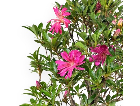 Rhododendron Indicum Hanabin - Azalea - 61 cm