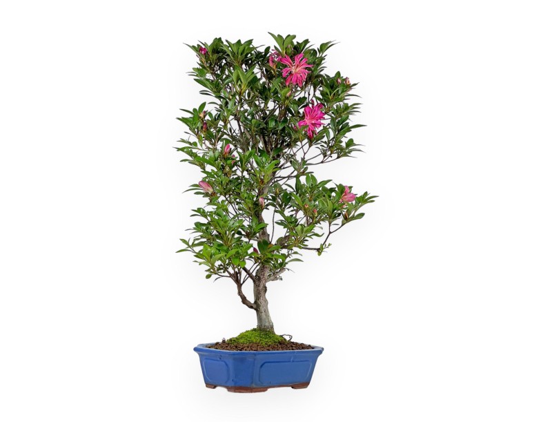 Rhododendron Indicum Hanabin - Azalée - 61 cm