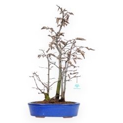 Fagus Silvatica - Faggio - 63 cm