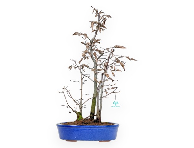 Fagus Silvatica - Haya - 63 cm