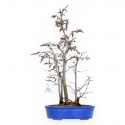 Fagus Silvatica - Beuk - 63 cm