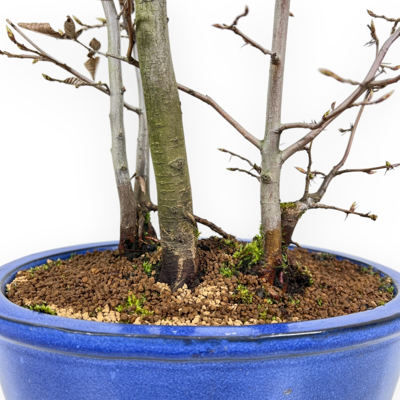 Fagus Silvatica - Beuk - 63 cm