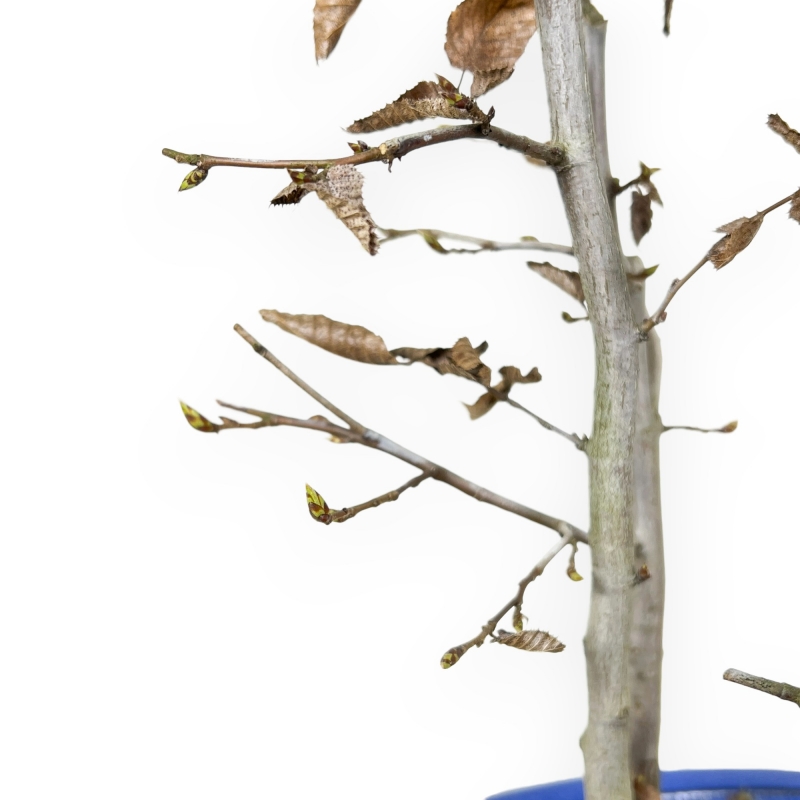 Fagus Silvatica - Beuk - 63 cm