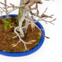 Fagus Silvatica - Beuk - 63 cm
