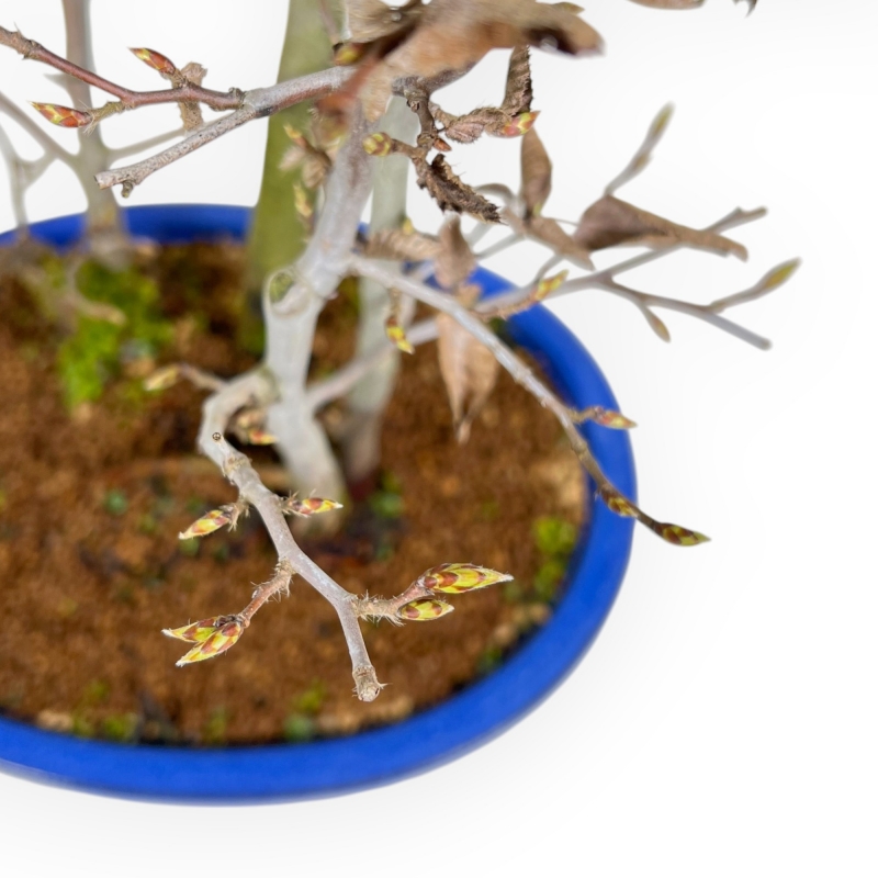Fagus Silvatica - Beuk - 63 cm
