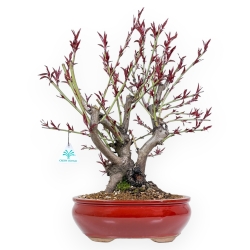 Prunus Persica - Pesco - 48 cm