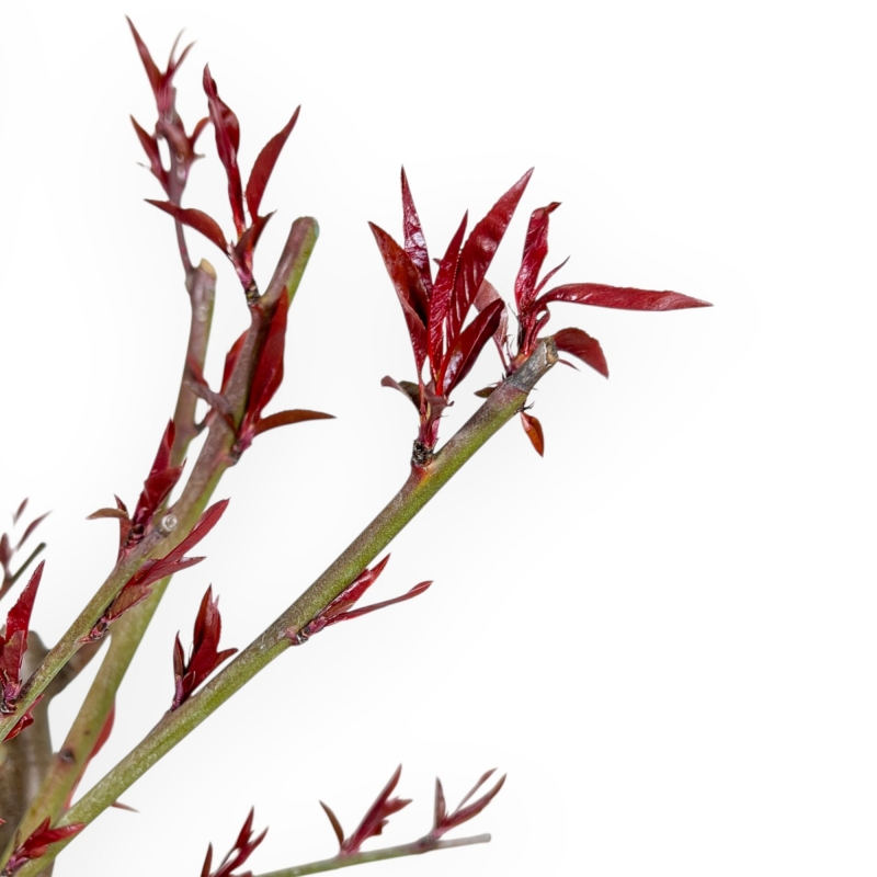 Prunus Persica - Pesco - 48 cm