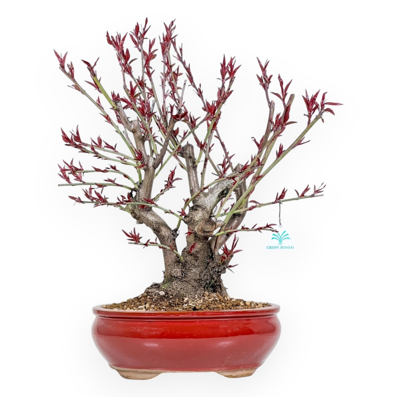 Prunus Persica - Pesco - 48 cm