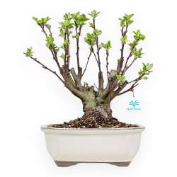 Malus Evereste - Apple Tree - 40 cm