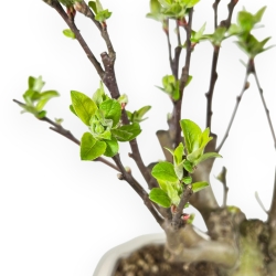Malus Evereste - Apple Tree - 40 cm