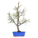 Pseudocydonia Chinensis - Apple Tree - 66 cm