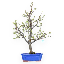 Pseudocydonia Chinensis - Cognassier - 66 cm