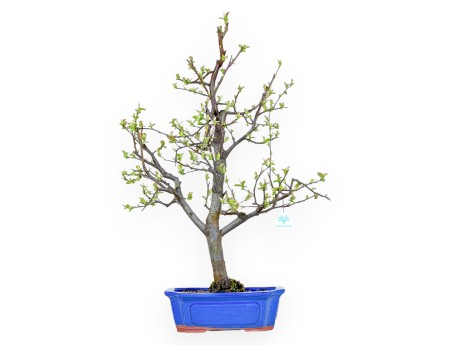 Pseudocydonia Chinensis - Cognassier - 66 cm