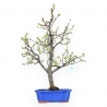 Pseudocydonia Chinensis - Apple Tree - 66 cm