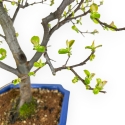 Pseudocydonia Chinensis - Apple Tree - 66 cm