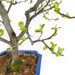 Pseudocydonia Chinensis - Apple Tree - 66 cm