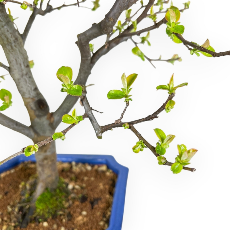 Pseudocydonia Chinensis - Apple Tree - 66 cm