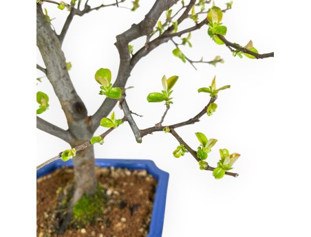 Pseudocydonia Chinensis - Apple Tree - 66 cm