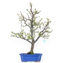 Pseudocydonia Chinensis - Cognassier - 66 cm