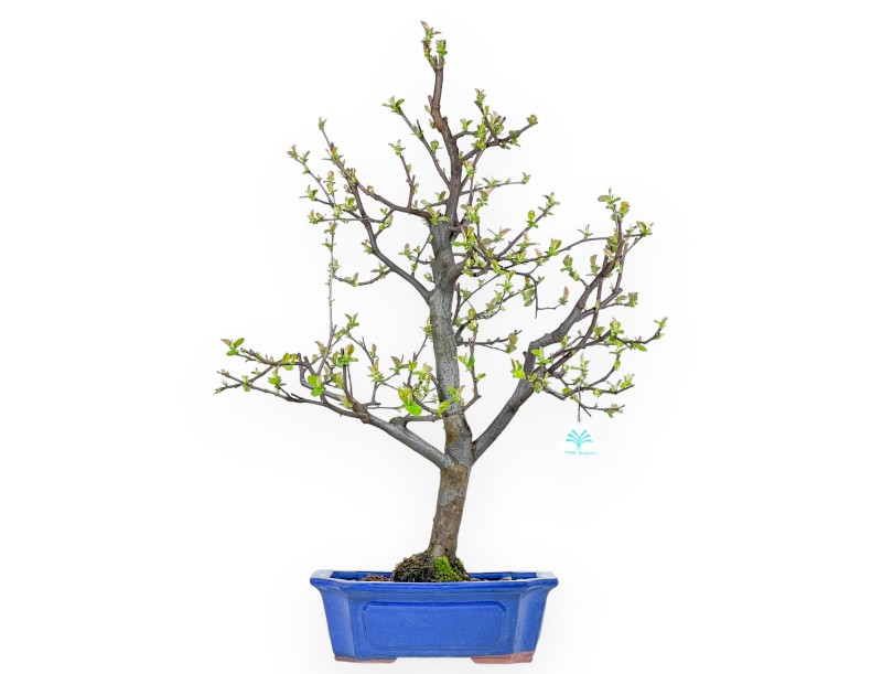 Pseudocydonia Chinensis - Cotogno - 66 cm