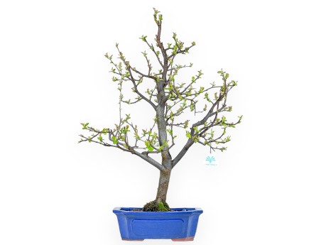 Pseudocydonia Chinensis - Apple Tree - 66 cm