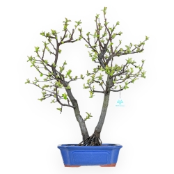 Pseudocydonia Chinensis - Apple Tree - 63 cm