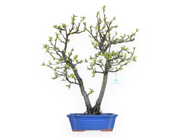 Pseudocydonia Chinensis - Cognassier - 63 cm
