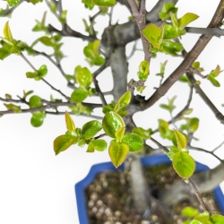 Pseudocydonia Chinensis - Apple Tree - 63 cm