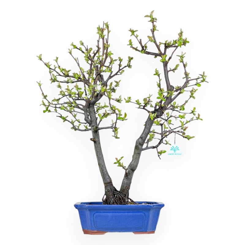 Pseudocydonia Chinensis - Apple Tree - 63 cm