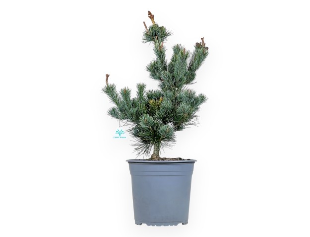 Pinus Pentaphylla - Pin à cinq aiguilles - 63 cm