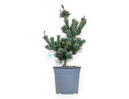 Pinus Pentaphylla - Kiefern - 63 cm