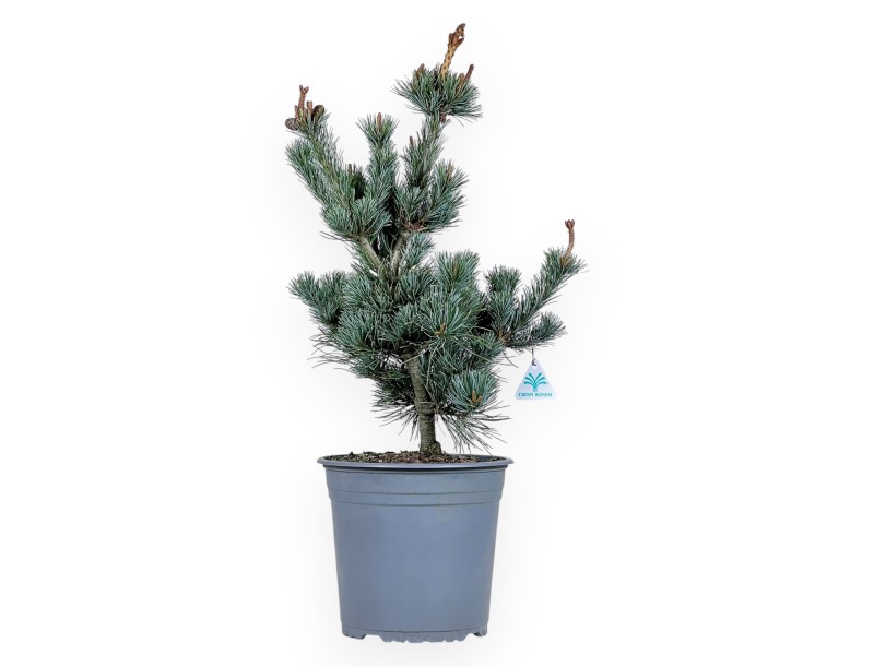 Pinus Pentaphylla - Kiefern - 63 cm